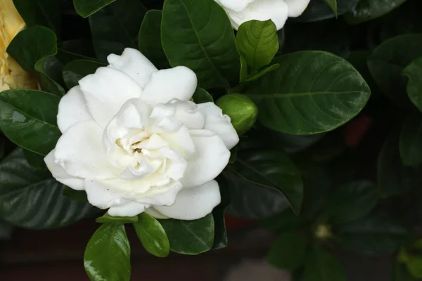 Yazın Açan Narin Beyaz Çiçek Cape Jasmine Çiçeği — Stok fotoğraf