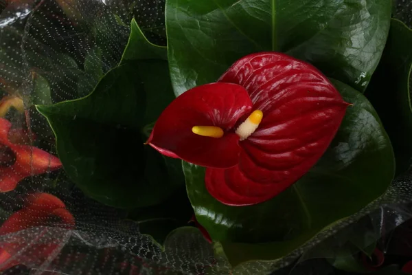 Doğanın Güzelliği, desen ve desenin ayrıntıları, çiçek açan Flamingo çiçeğinin taç yaprağının eğrisi.