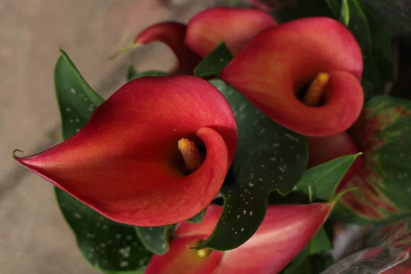 Close Blooming Red Calla Lily — Stock fotografie