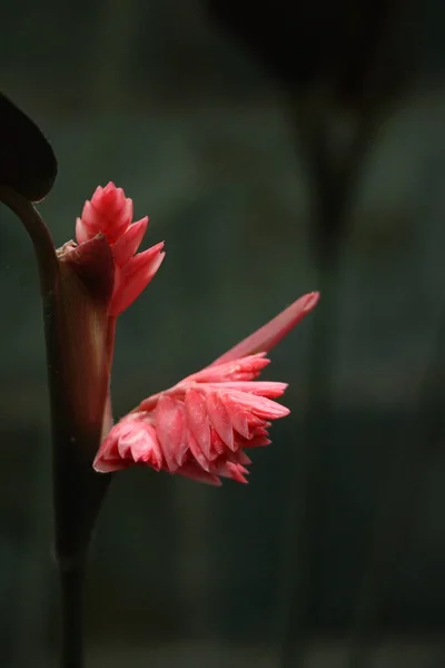 Primer Plano Hermosa Flor Jengibre Rojo Flor Zingiber Larsenii Theilade — Foto de Stock