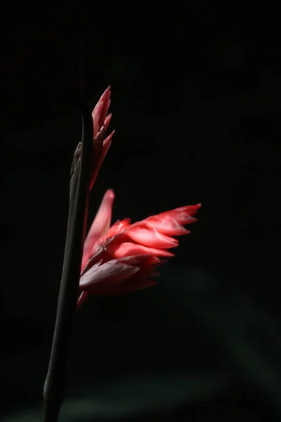 Close Linda Flor Gengibre Vermelho Zingiber Larsenii Theilade — Fotografia de Stock