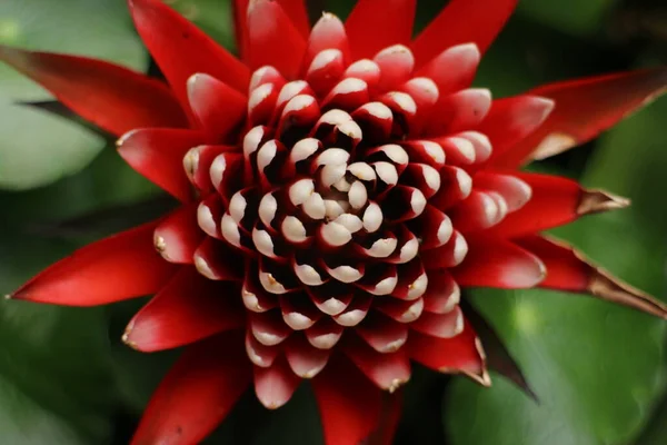 Kapat Kırmızı Çiçek, Guzman, KÖRÜMÜLÜ