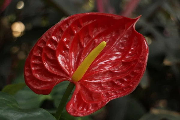 Krása Přírody Detail Textury Vzoru Křivka Okvětního Lístku Kvetoucího Květenství — Stock fotografie