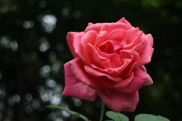 Fechar Florescendo Rosa Vermelha Primavera — Fotografia de Stock