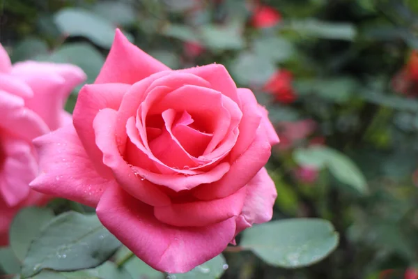 Nahaufnahme Blühende Rote Rose Frühling — Stockfoto