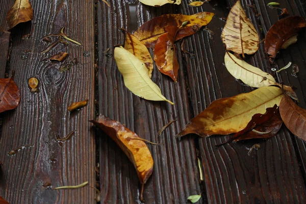 Spadające Liście Mokrym Tarasie Drewna Sezonie Jesiennym — Zdjęcie stockowe