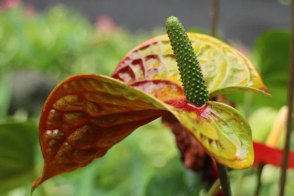 Doğanın Güzelliği, desen ve desenin ayrıntıları, çiçek açan Flamingo çiçeğinin taç yaprağının eğrisi.
