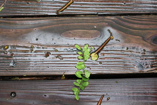 Falling Leaves Wet Wood Terrace Fall Season — Stock Photo, Image