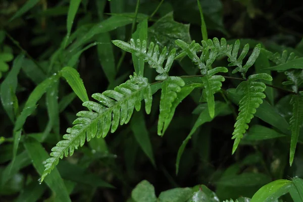 Foglie Verdi Fresche Vicino Primavera — Foto Stock