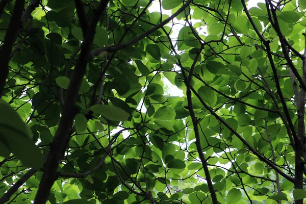 Nahaufnahme Frischer Grüner Blätter — Stockfoto