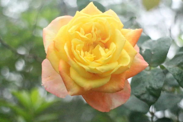 Sluiten Blooming Yellow Rose Het Voorjaar — Stockfoto