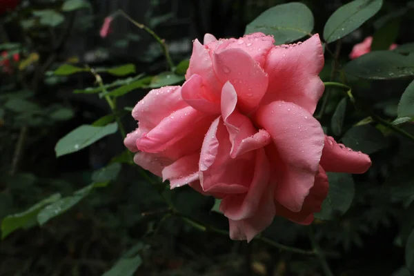 Fechar Florescendo Rosa Vermelha Primavera — Fotografia de Stock