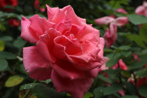 Nahaufnahme Blühende Rote Rose Frühling — Stockfoto