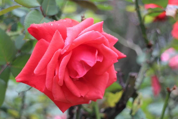 Nahaufnahme Blühende Rote Rose Frühling — Stockfoto