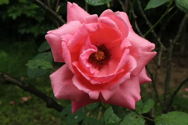Rosa Roja Flor Única Primavera —  Fotos de Stock