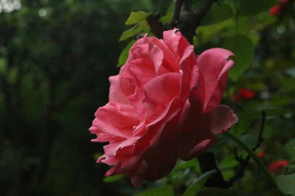 Única Rosa Vermelha Florescendo Primavera — Fotografia de Stock