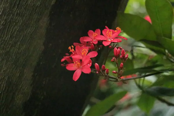 Close Fiori Rosa Batavia Fiore — Foto Stock