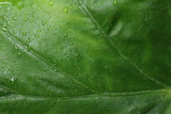 Detailní Textura Vzor Čerstvého Zeleného Listu — Stock fotografie