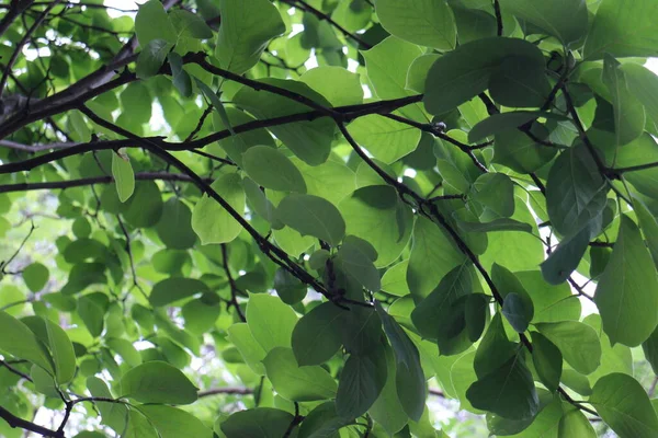 Krása Přírody Odstín Stín Zelených Listů Jaře — Stock fotografie