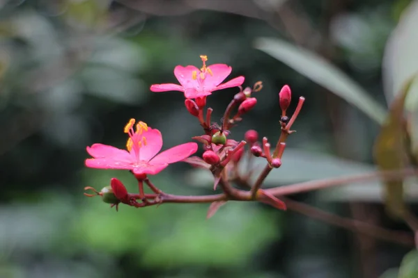 Fermer Blooming Red Pink Batavia Flowers — Photo