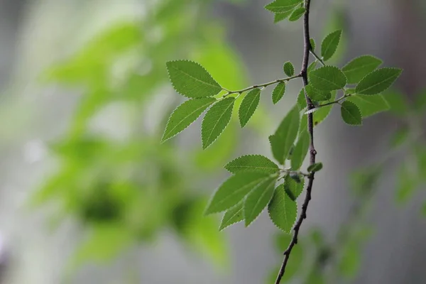 Krása Přírody Odstín Stín Čerstvých Zelených Listů — Stock fotografie