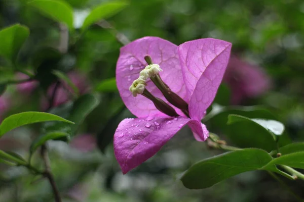 Zblízka Kvetoucí Růžové Květy Bougainvillea — Stock fotografie