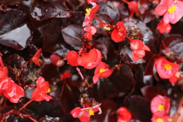 Közelkép Virágzó Piros Begónia Virágok — Stock Fotó