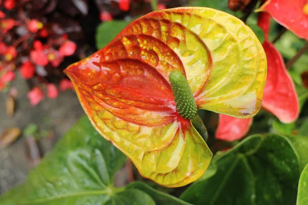 Doğanın Güzelliği, desen ve desen ayrıntıları, çiçek açan Flamingo çiçeğinin taç yaprağının kıvrımı.