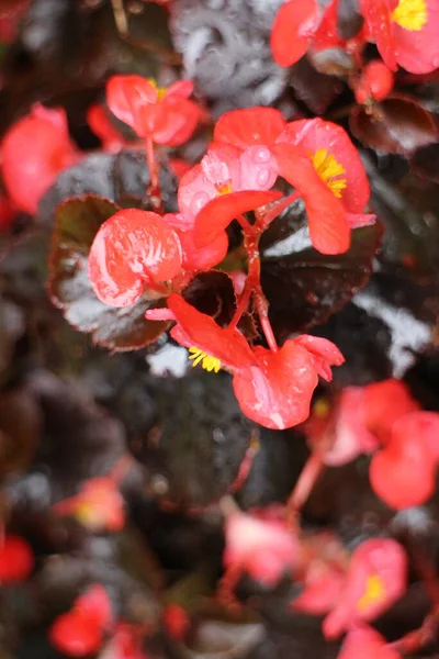 Primer Plano Flores Begonia Roja Floreciente —  Fotos de Stock