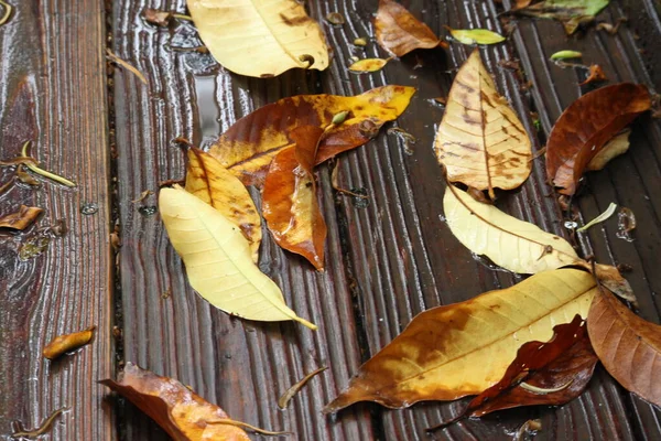 Spadające Liście Mokrą Ścieżkę Sezonie Jesiennym — Zdjęcie stockowe