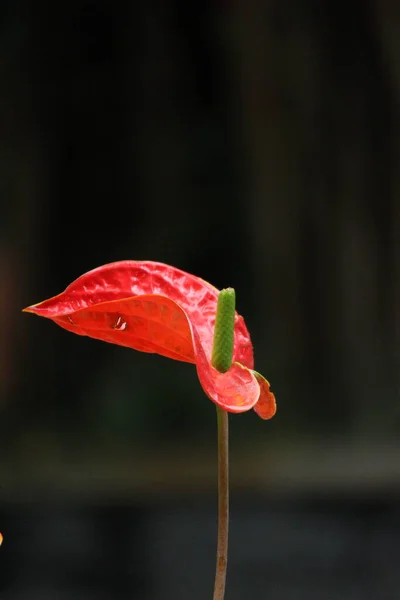 Close Red Flamingo Květina Jaře — Stock fotografie