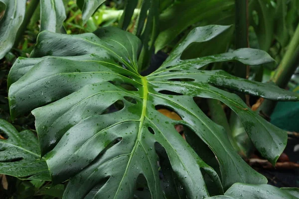 Närbild Regn Droppar Fresh Green Philodendron Leave — Stockfoto