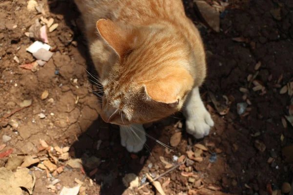 Gelbe Katze Auf Dem Hof — Stockfoto