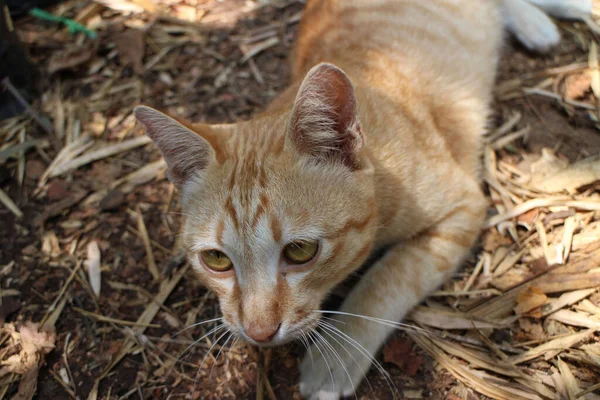 Yard 'daki Sarı Kedi