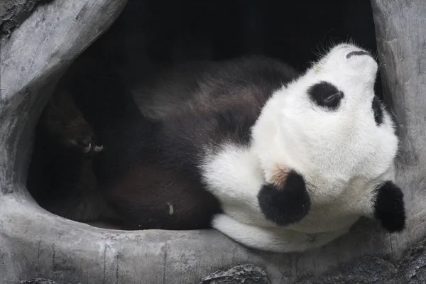 Fermer Happy Panda Dans Son Trou Préféré Zoo Fuzhou Chine — Photo