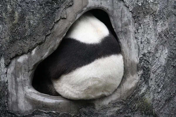 Funny Pose Giant Panda Zbliżenie Happy Panda Swojej Ulubionej Dziurze — Zdjęcie stockowe