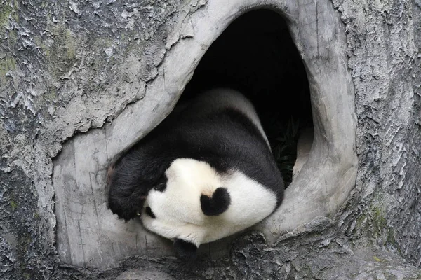 Rolig Post Giant Panda Närbild Happy Panda Sin Favorit Hole — Stockfoto