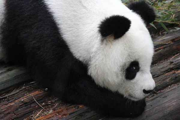 Gros Plan Panda Géant Mignon Dans Zoo Fuzhou Chine — Photo