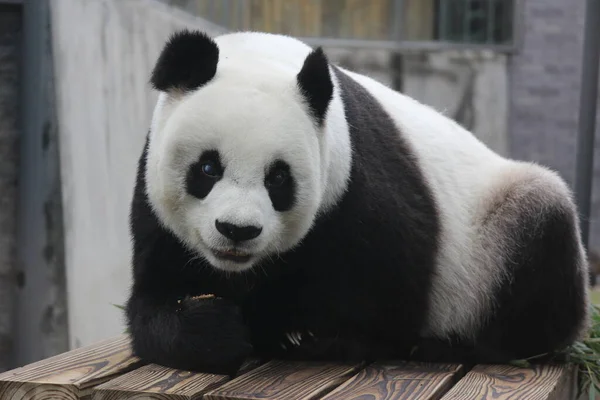 Primer Plano Happy Panda Zoológico Fuzhou China —  Fotos de Stock