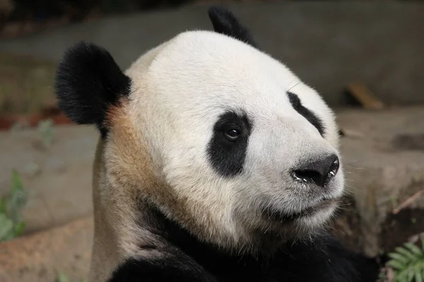 Close up Giant Panda\'s Face, China