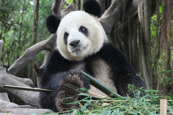 Tüylü Panda 'yı kapatın bambu yiyin, Çin
