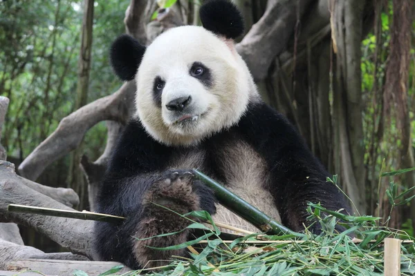 Detailní Záběr Fluffy Panda Jíst Bambus Čína — Stock fotografie