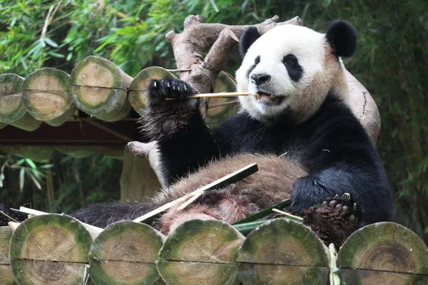 Happy Panda Eating Bamboo Shoot Chengdu Panda Base China — Stock Photo, Image