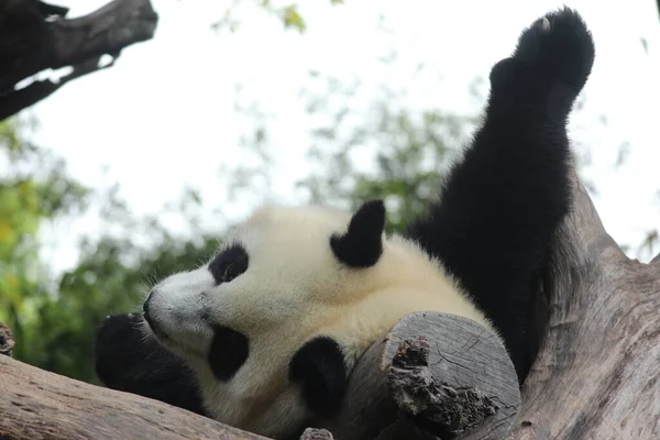 Playful Little Panda on the Tree, China