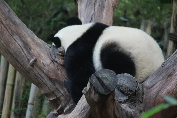 Flauschiger Hintern Des Schlafenden Pandas Auf Dem Baum Chengdu Panda — Stockfoto