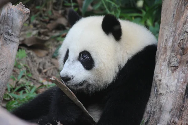 Close Happy Little Panda Chengdu Panda Base China — Stock fotografie
