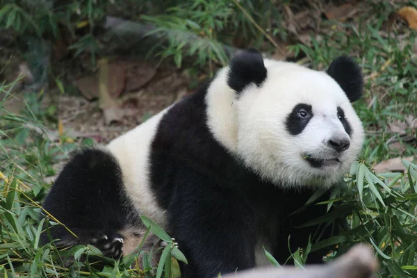 Çin Şirin Yumuşak Panda — Stok fotoğraf