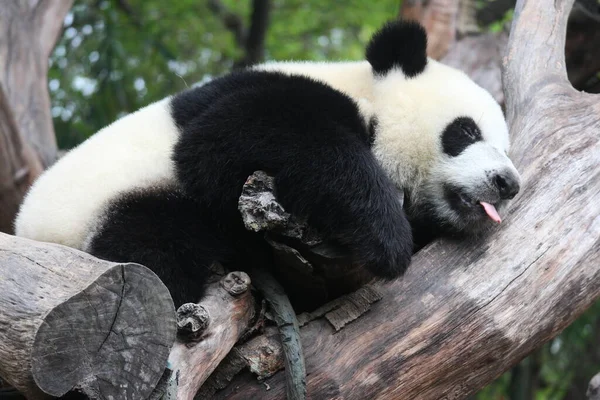 Pequeno Panda Dormindo Árvore Base Panda Chengdu China — Fotografia de Stock