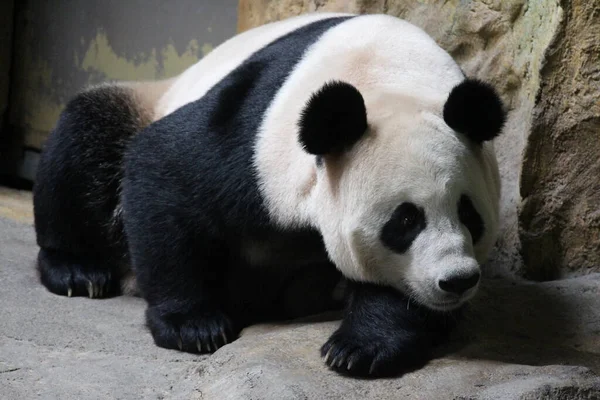 Primer Plano Sleeping Panda Ground China —  Fotos de Stock