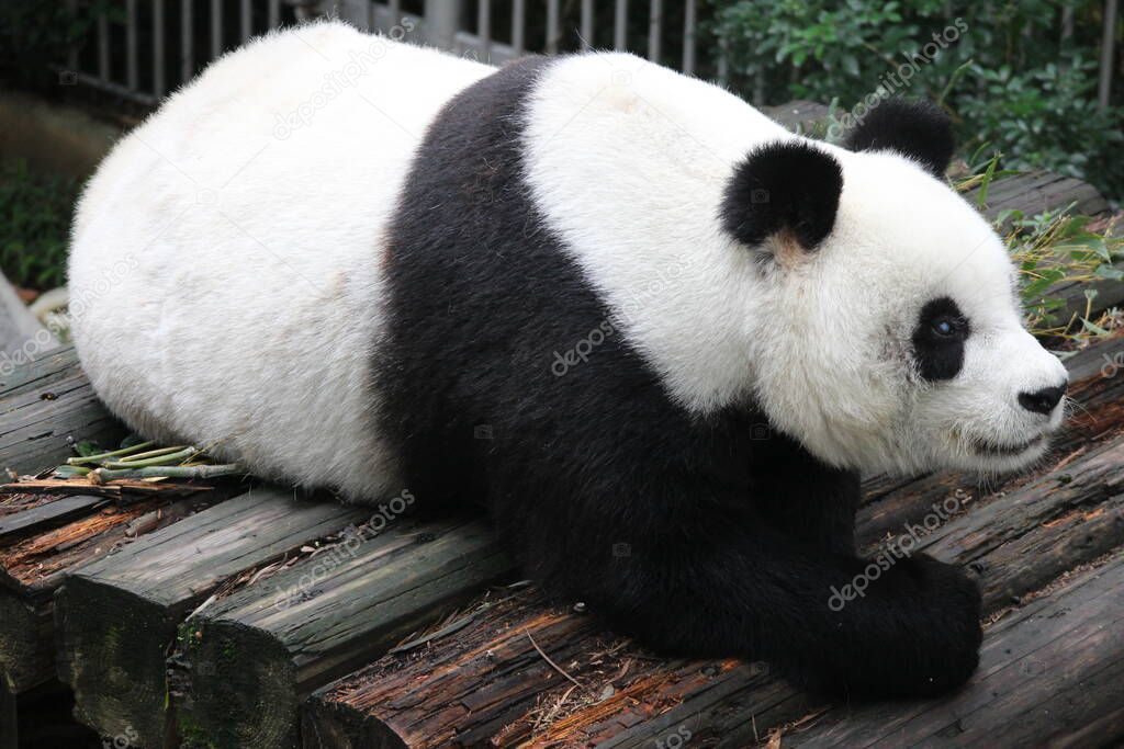 Close up Happy Panda in Fuzhou Zoo, China